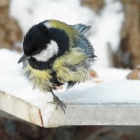 Синичка :: ZNatasha -