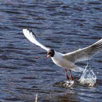 Свобода. Она пахнет рекой и чайками :: Екатерина Счасная