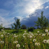 Гроза приближается :: Crazy Bee