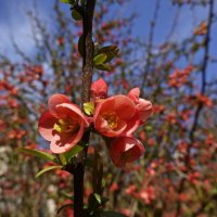 Зацветает айва японская... :: Галина 