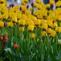 в парке :: Таня Фиалка