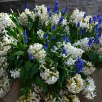 Весенний букет :: Таня Фиалка