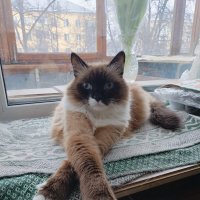 Царь :: Galaelina ***