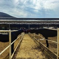 Весенние чувства :: Сергей Б.