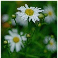 После дождя. :: Михаил К