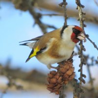 Щегол на лиственнице :: Ната Волга Щегол на лиственнице :: Ната Волга