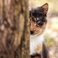 *** :: Анатолий. Chesnavik.