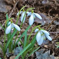 Фонарики весны (25 марта) :: Светлана 