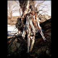 "леший" :: Aндрей Антонов