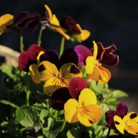 Он выделен тоном окраски другой.. :: Татьян@ Ивановна