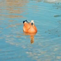 *** :: Леонид leo