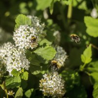 Жужжалки :: Владимир Колесников