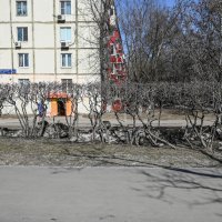 живая изгородь :: Артемий Канителькин