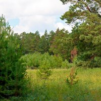 Караканский бор :: Дмитрий Конев