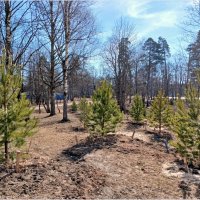 Высаженные сосенки прижились. :: Лия ☼ Высаженные сосенки прижились. :: Лия ☼