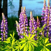 люпины :: shasha1950 