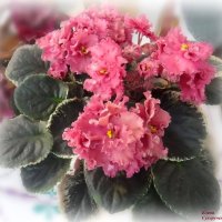 Махровая фиалочка :: Елена Сухорученкова