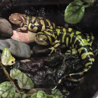 Тигровые амбистомы :: <<< Наташа >>>