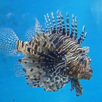 Крылатка-зебра :: <<< Наташа >>>