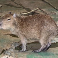 Малышка капибара :: <<< Наташа >>>