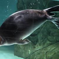 Байкальская нерпа :: <<< Наташа >>>