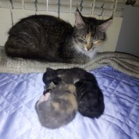 Мама и малышы :: Сергей Кочнев