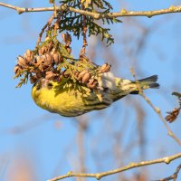 Чиж клюёт семена туи :: Дарья Меркулова
