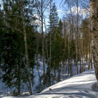 Лес в начале марта :: Сергей Цветков