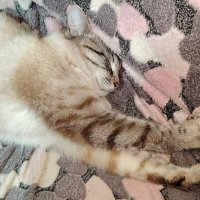 Роджер :: Наталья (ShadeNataly) Мельник