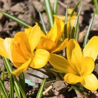 Жёлтые крокусы :: Мариша Тим