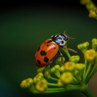 *   *   * :: Уже не важно ...