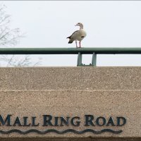 Дикий :: **** vedin