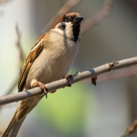 *** :: Андрей Андрианов