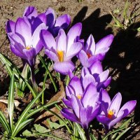 Крокусы :: Рита Симонова