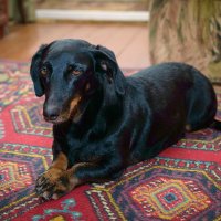 Наша Матильда. :: Андрей Андрианов