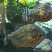 Красавицы пираньи :: Михаил Кобзев