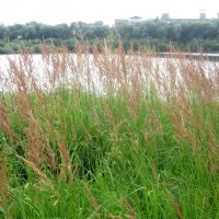 Летом у озера :: Елена Семигина