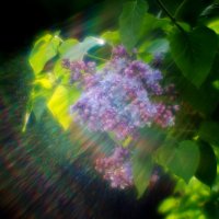 Сирень :: Владимир Гришин