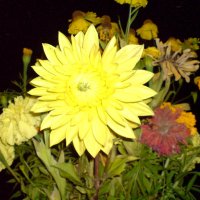 ПРОЩАНИЕ С ЛЕТОМ :: Виктор Никитенко