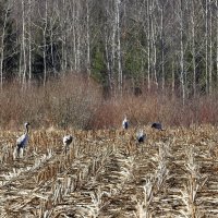 прилетели журавли и лебедь-кликун :: ИННА ПОРОХОВА