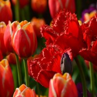 Всё цветет :: Таня Фиалка