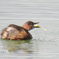 Малая поганка :: Николай Волков