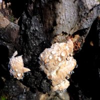 Льют грибочки слёзы горькие.... :: nadyasilyuk Вознюк