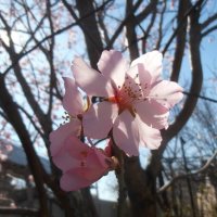 Зацвел миндаль :: Наталья 