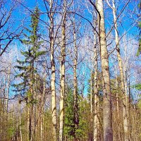 Весна в лесу :: VasiLina *