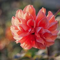 Господин Георгин. :: Лилия *