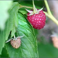 Малинка :: ZNatasha -