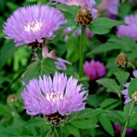 Летние цветы :: ivolga 