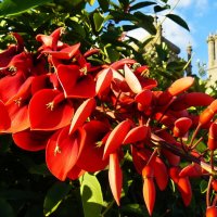 Коралловое дерево, или эритрина петушиный гребень. :: Александр Герасенков