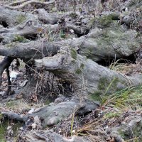 Краказябры или "в тёмно-синем лесу". :: Alexey YakovLev